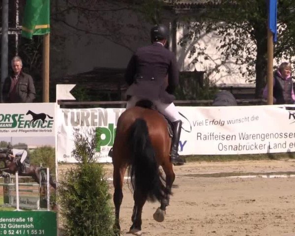 stallion Eternity 63 (KWPN (Royal Dutch Sporthorse), 2009, from Vittorio)