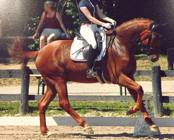 Dressurpferd Casper (Koninklijk Warmbloed Paardenstamboek Nederland (KWPN), 2007, von Gribaldi)