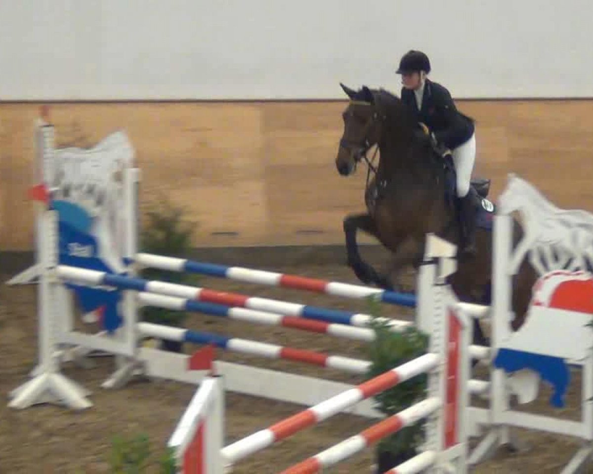 jumper Fuerst Reiner 2 (Holsteiner, 2008, from Caretino)