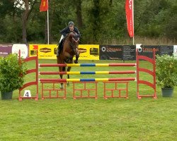 jumper Ninou 2 (Oldenburg show jumper, 2008, from Nintender)