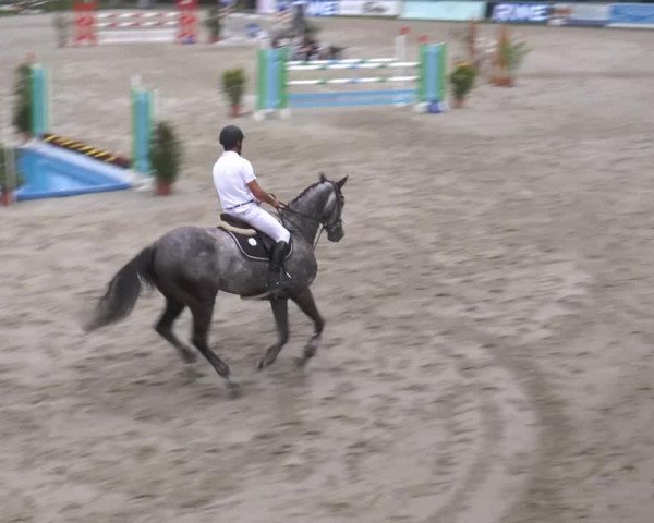 jumper Cento 42 (Mecklenburg, 2008, from D'Olympic)