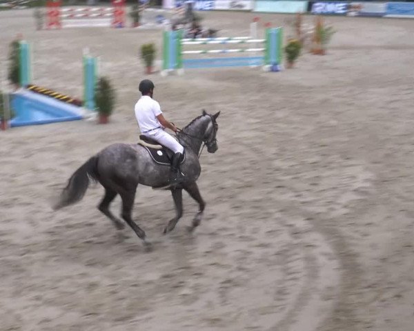 Springpferd Cento 42 (Mecklenburger, 2008, von D'Olympic)