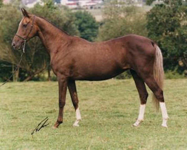 broodmare Aksioma (Akhal-Teke, 1988, from Kaltaman)