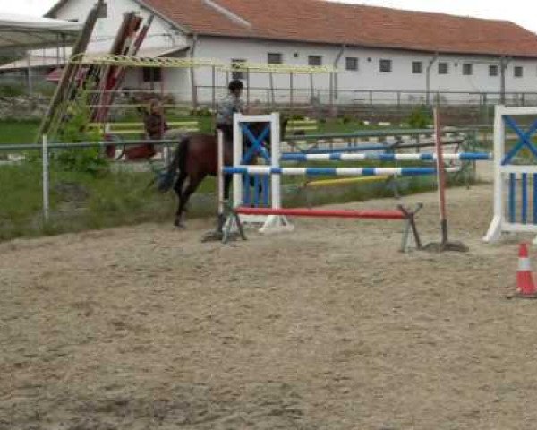 horse Expert (Trakehner, 2004, from Exlibris)