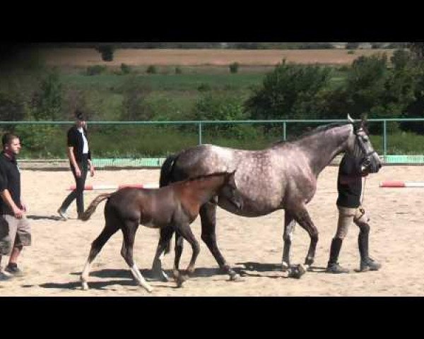 broodmare Kapitolia (Trakehner, 2006, from Ksant)