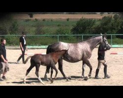 broodmare Kapitolia (Trakehner, 2006, from Ksant)