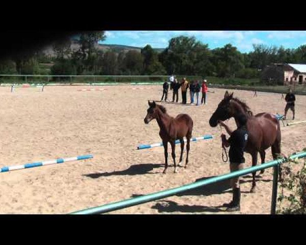 Zuchtstute Enpti (Trakehner, 2004, von Enrike)