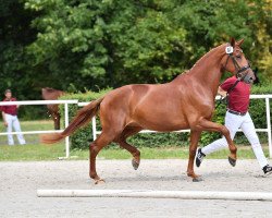 broodmare Forever Frieda (Hanoverian, 2017, from Finnigan)