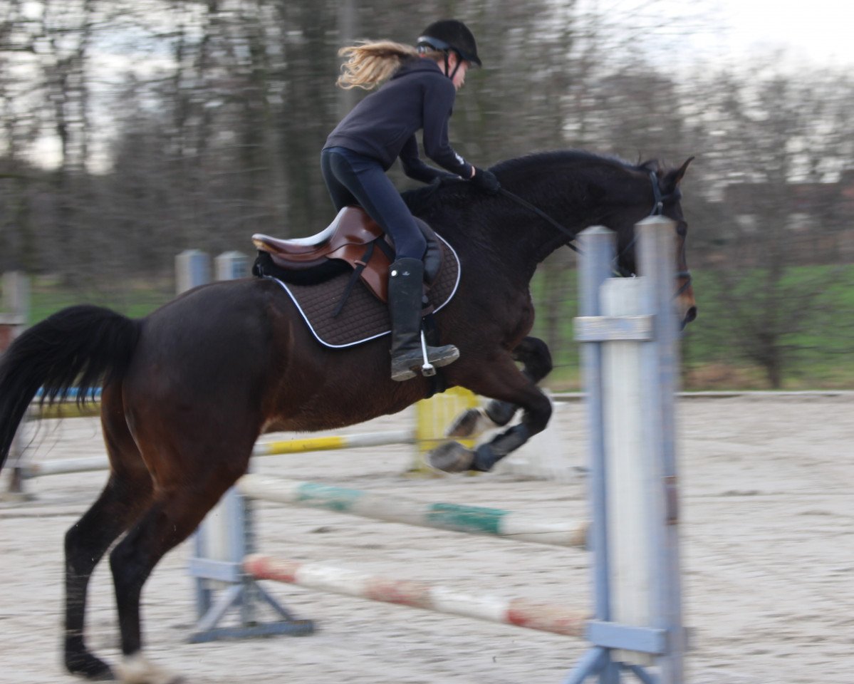 horse Elvis (Bavarian, 2008, from Entertainment)