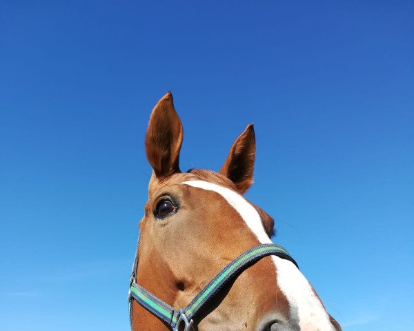 dressage horse Sansibar Fox (Oldenburg, 2010, from So What a Feeling)