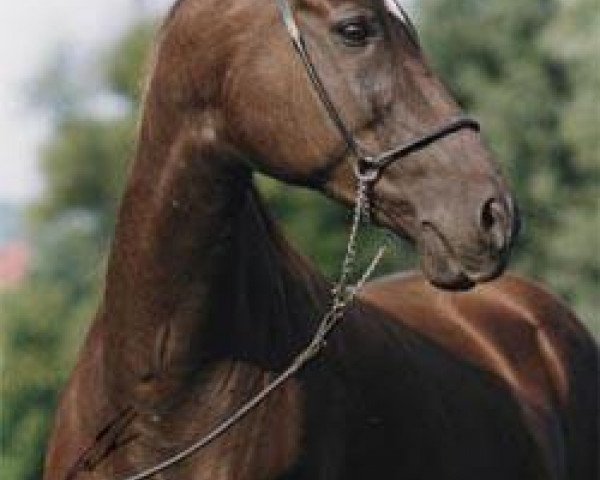 broodmare Ak-Das (Akhal-Teke, 1988, from Mukhtar)