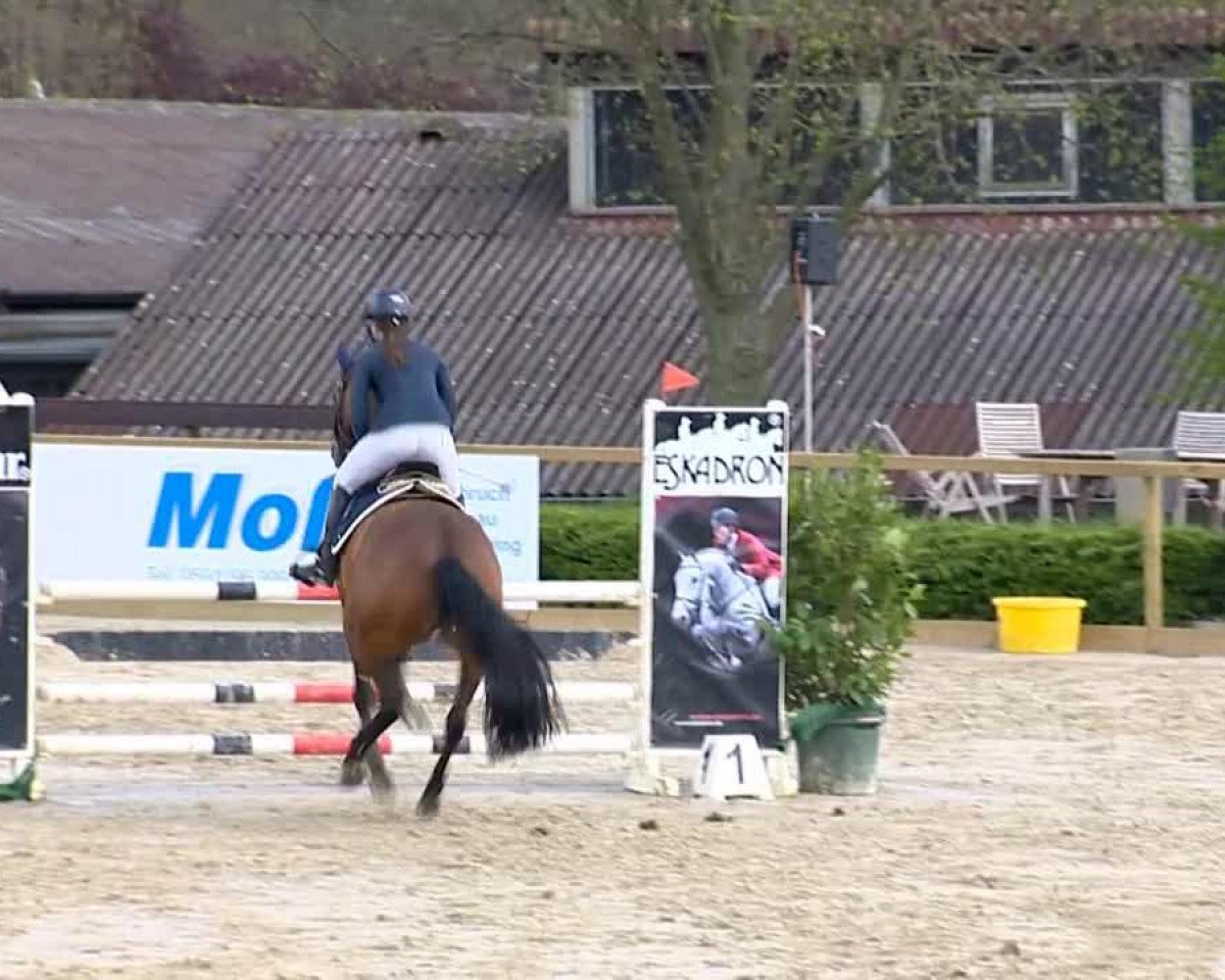 broodmare Whoopi Goldberg 6 (Oldenburg show jumper, 2007, from Lordanos)