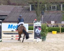 broodmare Whoopi Goldberg 6 (Oldenburg show jumper, 2007, from Lordanos)