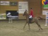 jumper Cartagina (Hanoverian, 2004)