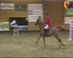 jumper Cartagina (Hanoverian, 2004)