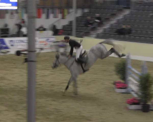 jumper Rz Wallstreet (Swedish Warmblood, 2007, from VDL Cardento 933)