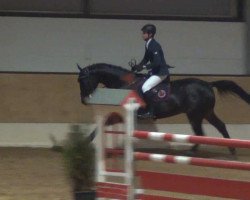 jumper Findus 128 (Hanoverian, 2008, from For Edition)