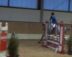 jumper The Look (Oldenburg show jumper, 2009, from Tangelo van de Zuuthoeve)