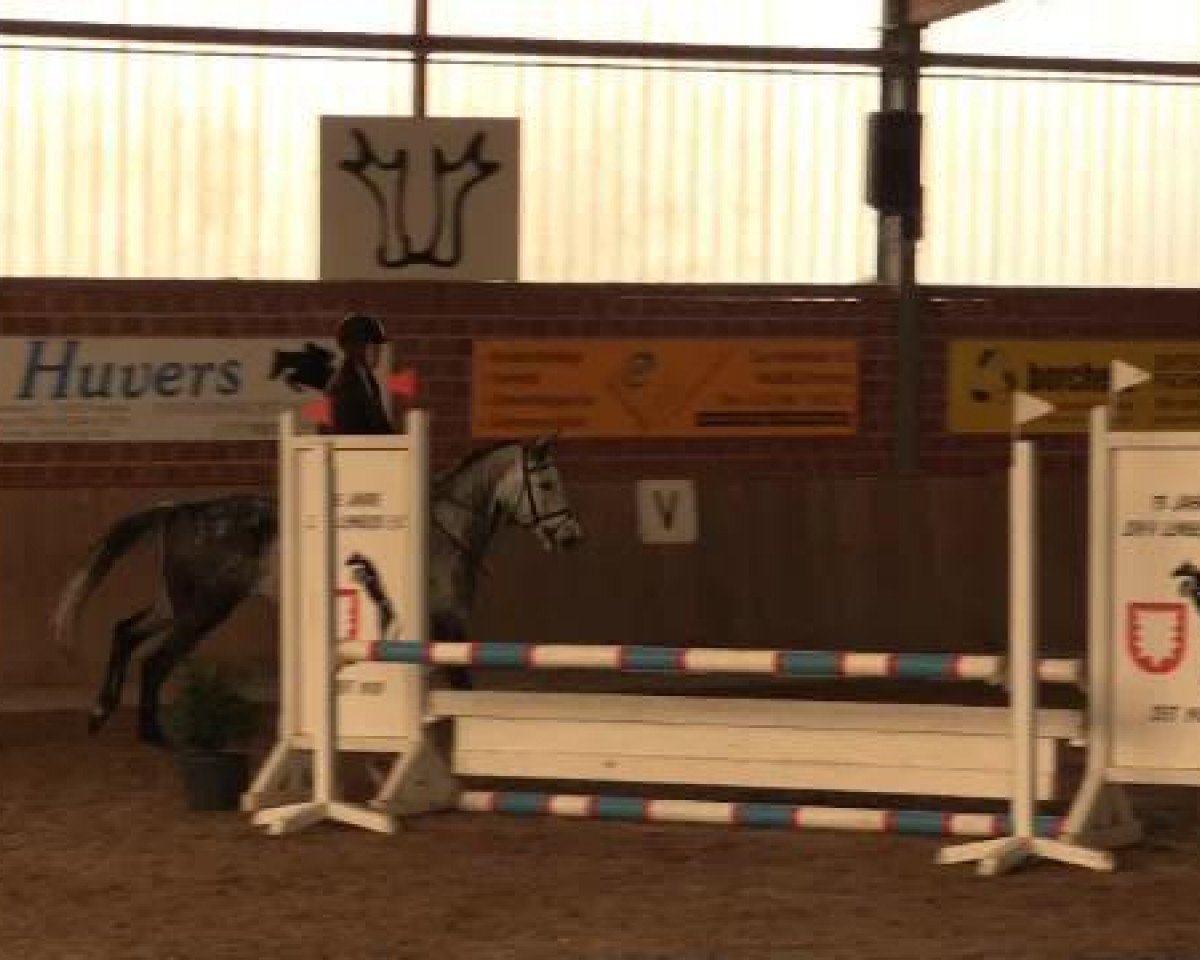 Springpferd Stardust Hope R (Westfale, 2008, von Stakkatol)