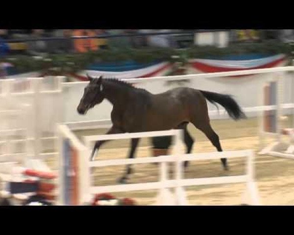 stallion Lamaze 3 (Holsteiner, 2011, from Lasino)