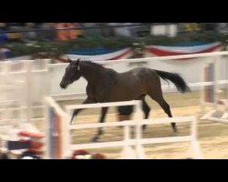 stallion Lamaze 3 (Holsteiner, 2011, from Lasino)