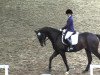 dressage horse Garibaldo 3 (Mecklenburg, 2007, from Grabenstern I)