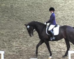 dressage horse Garibaldo 3 (Mecklenburg, 2007, from Grabenstern I)