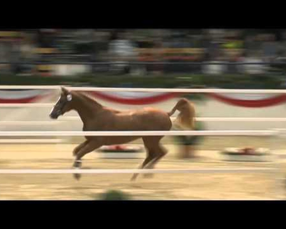 Springpferd Quick Time (Holsteiner, 2011, von Quick Fire)
