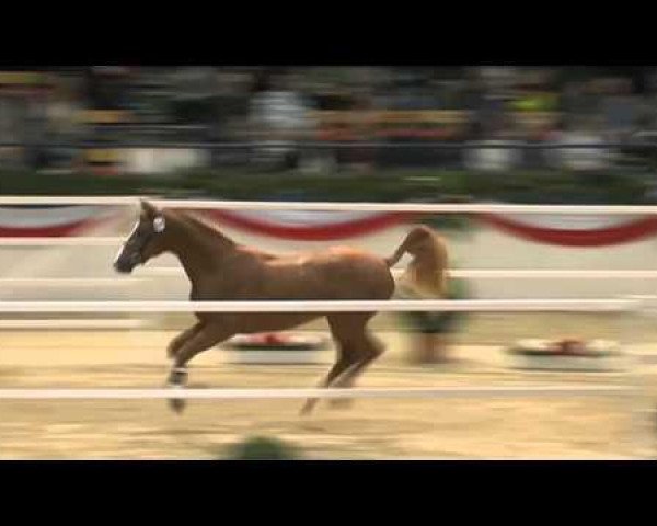 jumper Quick Time (Holsteiner, 2011, from Quick Fire)