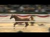 Springpferd Quick Time (Holsteiner, 2011, von Quick Fire)