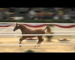 Springpferd Quick Time (Holsteiner, 2011, von Quick Fire)