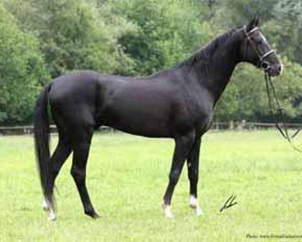 stallion Askari (Akhal-Teke, 1997, from Karaburgut)