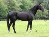 stallion Askari (Akhal-Teke, 1997, from Karaburgut)