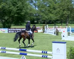 jumper Sashia 2 (Hanoverian, 2008, from Stenograph 176 FIN)