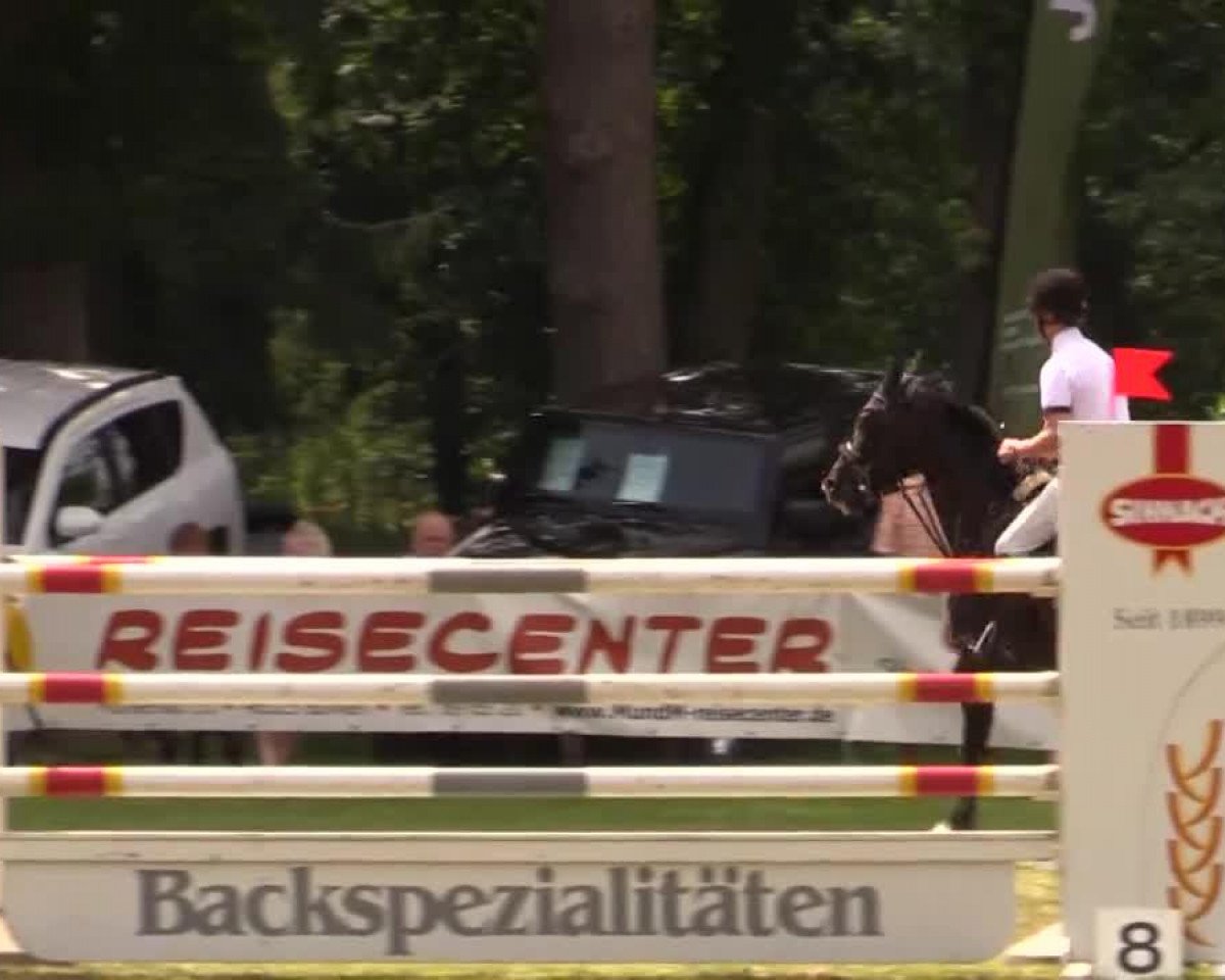 Springpferd Whoops 3 (KWPN (Niederländisches Warmblut), 2003, von Indorado)