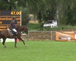 jumper Looper (Oldenburg, 2008, from Ludwigs As)