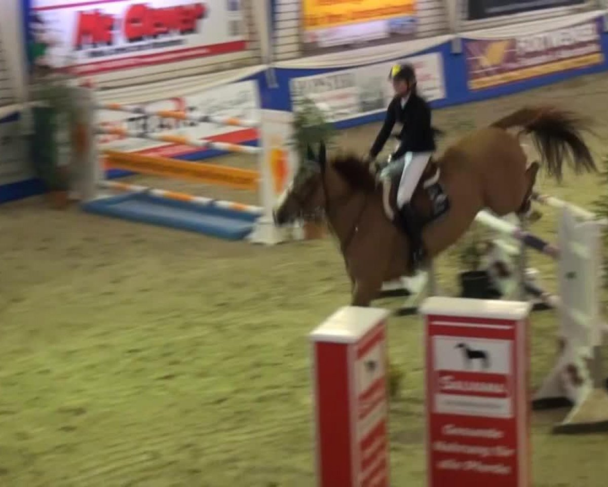 Springpferd Vegas de Sainte Hermelle (Belgium Sporthorse, 2005, von Ogano Sitte)