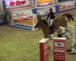 jumper Vegas de Sainte Hermelle (Belgium Sporthorse, 2005, from Ogano Sitte)