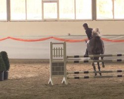 jumper Caletto 54 (Italian Warmblood, 2008)