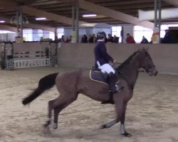 Springpferd Quality Live (Deutsches Sportpferd, 2008, von Quality 9)