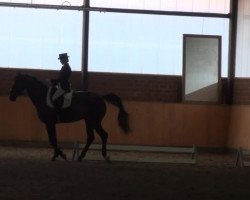 dressage horse Florentin D (Westphalian, 2003, from Felin)