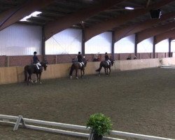 dressage horse Fritz 588 (Westphalian, 2005, from Fürst Piccolo)