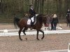 dressage horse Da (Württemberger,  )