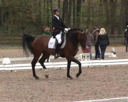 dressage horse Da (Württemberger,  )