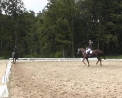 dressage horse Barolo S (Hanoverian, 2009, from Ballettmeister)