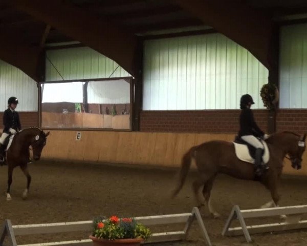 dressage horse Leonie 221 (German Riding Pony, 2000)