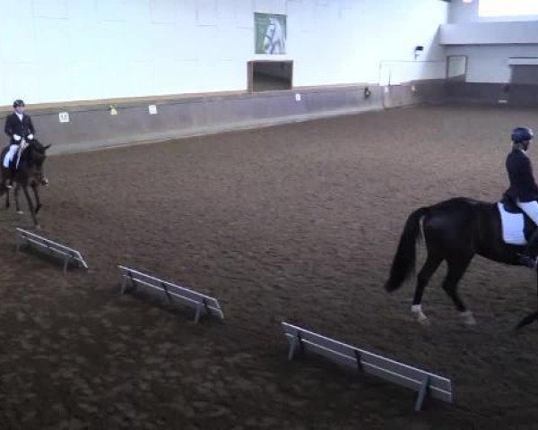 dressage horse Cody Fleur (Westphalian, 2008, from Collin L)