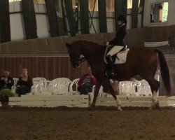 dressage horse Zinikito (KWPN (Royal Dutch Sporthorse), 2004, from Houston)