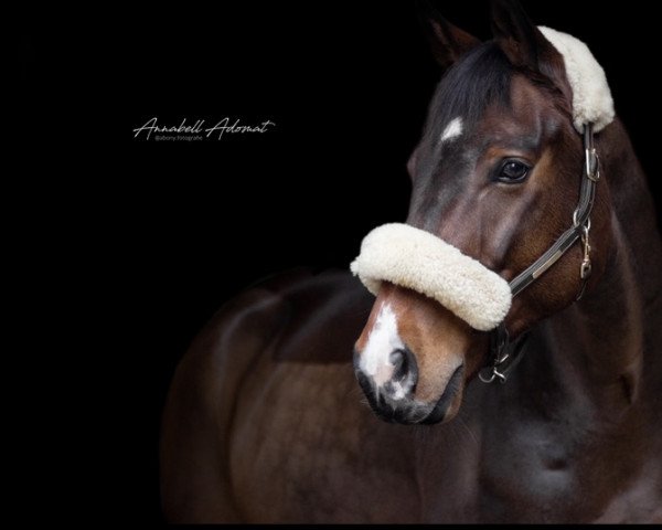 dressage horse Hennessy's Highlight (Swedish Warmblood, 2012, from Quasimodo Z)