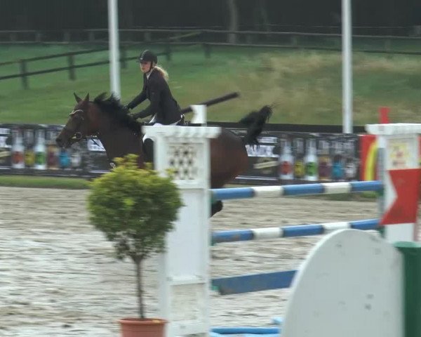 jumper Algebra 5 (Latvian Warmblood, 2006, from Aromats)